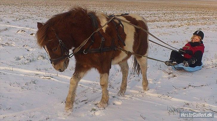 Anden særlig race Prins Bob aka Bobber billede 16