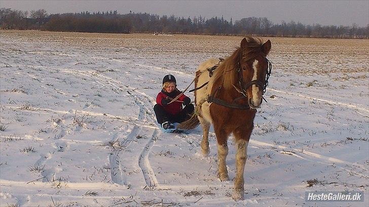 Anden særlig race Prins Bob aka Bobber - dig 6 mig mod resten af dværg-verdenen! <3 billede 17