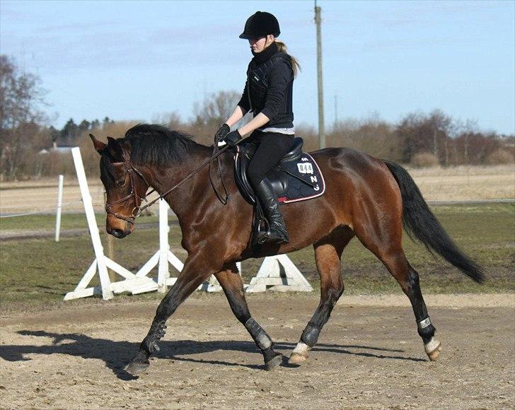 Dansk Varmblod Lady Aston - LÅNEHEST - Skønne hest! Foto: NB billede 9