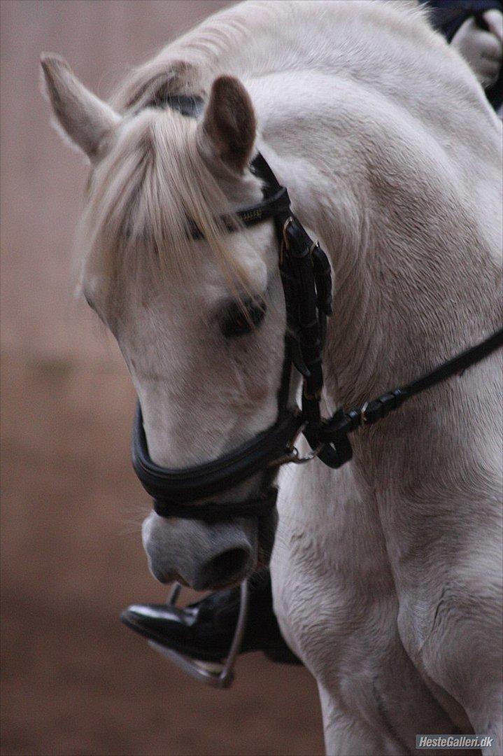 Welsh Pony (sec B) Prinssez of beauty queen <3 billede 2