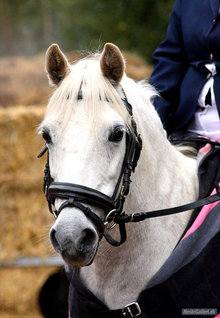 Welsh Pony (sec B) Prinssez of beauty queen <3 billede 3