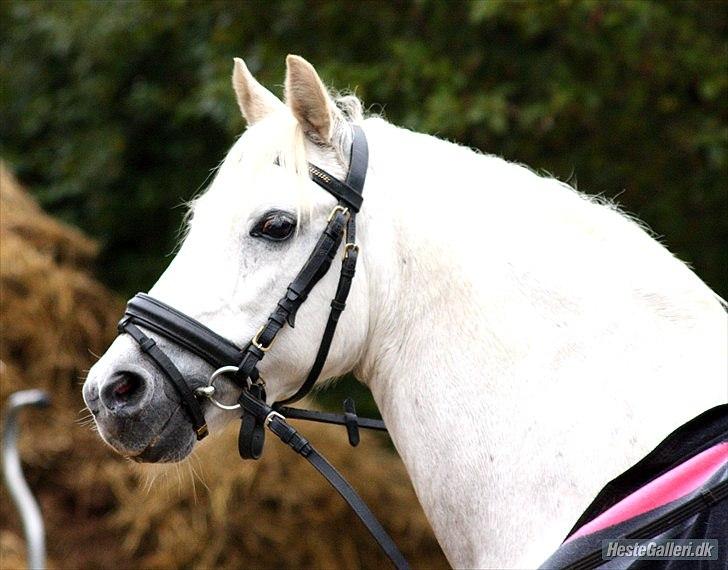 Welsh Pony (sec B) Prinssez of beauty queen <3 billede 4
