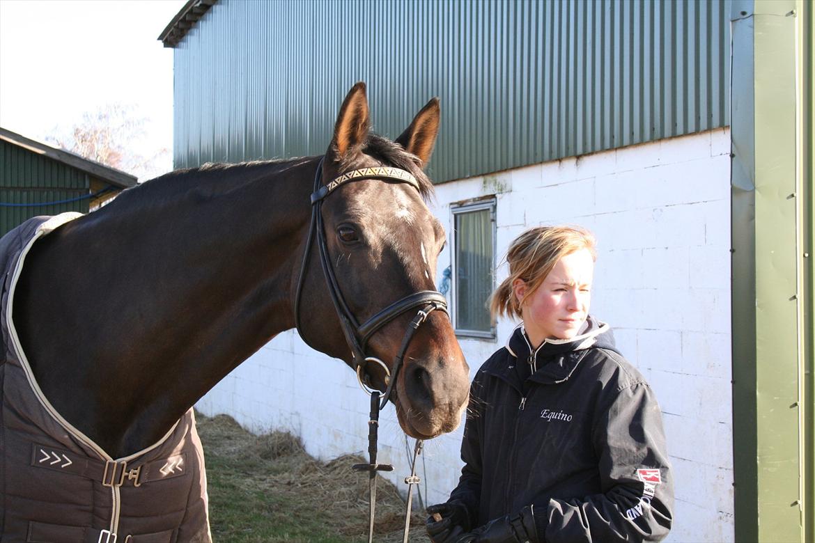 Dansk Varmblod Equino Era billede 17