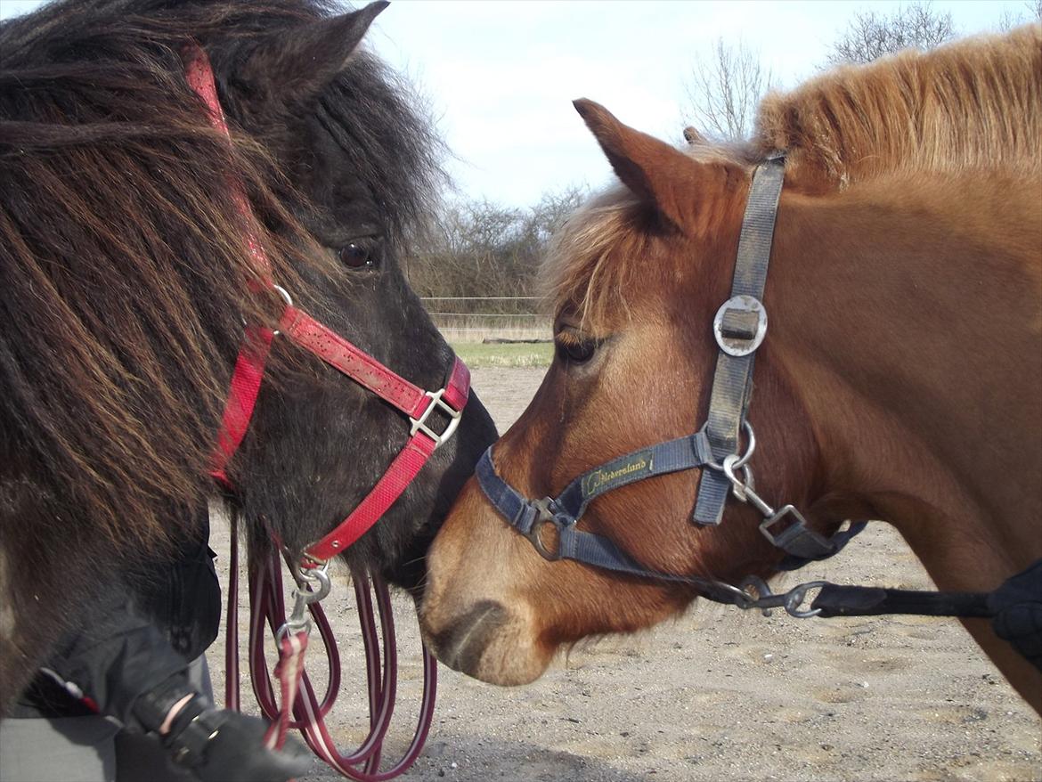 Anden særlig race Minimax - LOVE<3
FOTO: Maja  billede 16