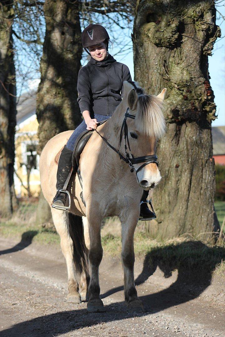 Fjordhest Bibi  - Viljen til at ville, er viljen til at kunne. 26/2 2012. billede 6