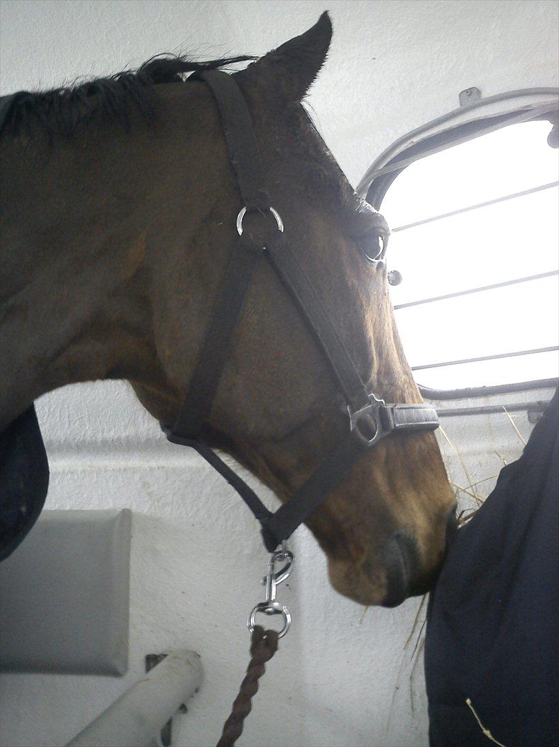 Anden særlig race Gypsy Bally - 1. gang jeg har ham i trailer, og taget i betragtning af hans "fortid" med at køre i trailer, så gik han nu fint og hurtigt op :)..
*NYT* billede 19