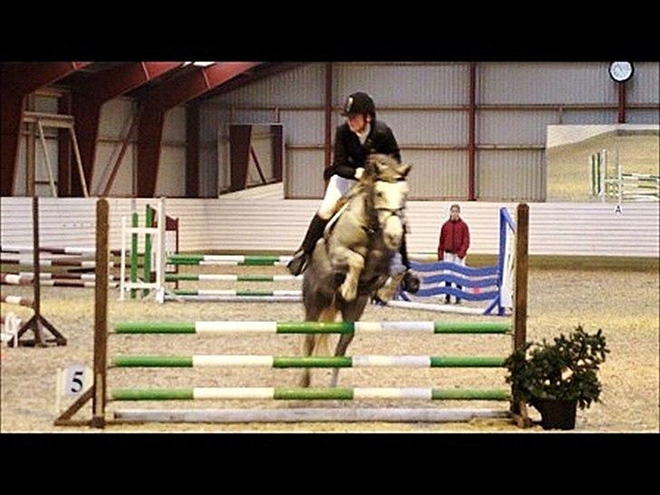 Anden særlig race Mc. Zoya Z - Springpony <3 billede 6