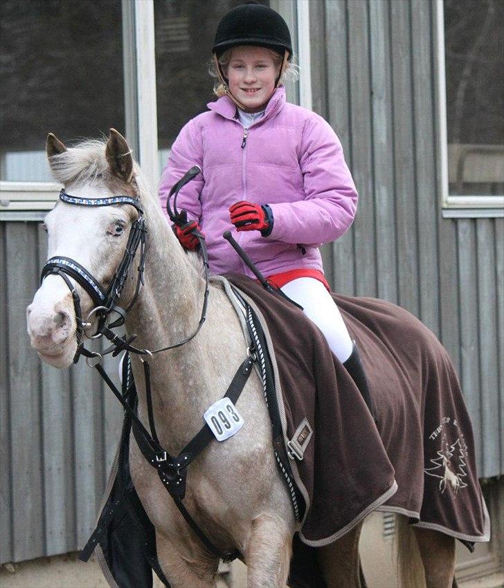 Anden særlig race Roosgårdens Cosmopolitan - Herning 25/2-2012 Foto : Nanna Busk billede 2