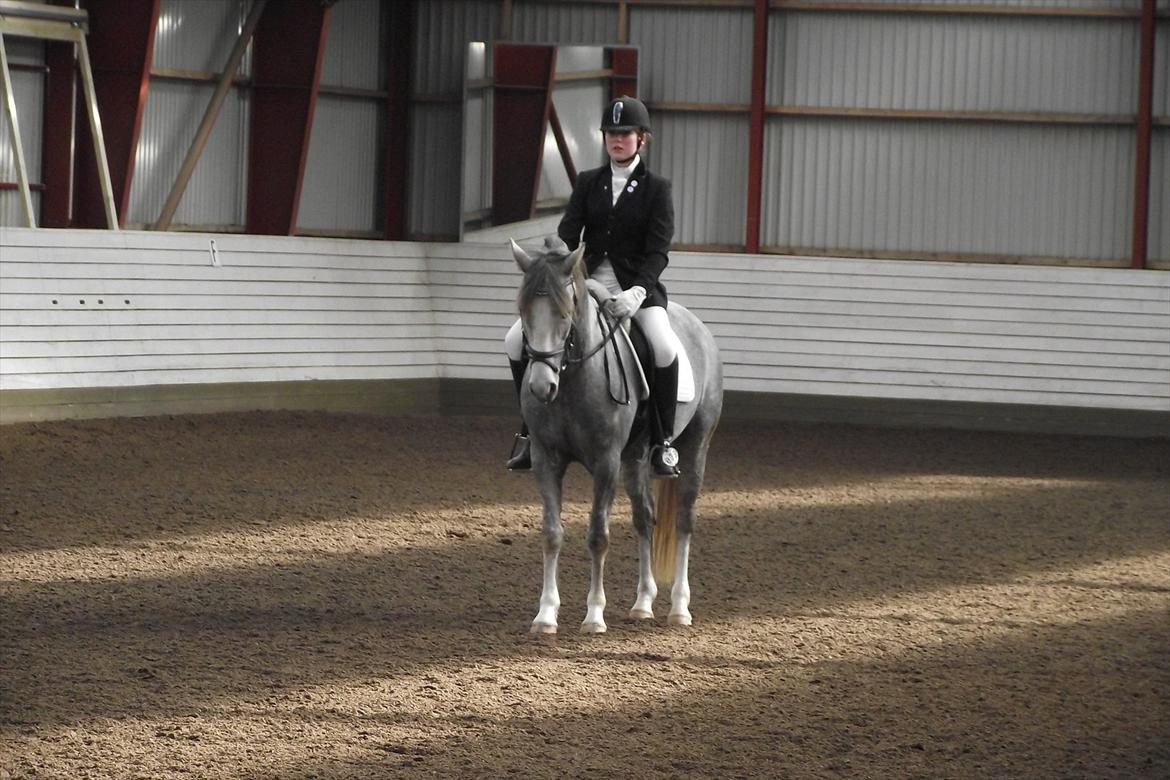 Anden særlig race Mc. Zoya Z - Du kan få smilet frem på mine læber på de mest triste dage. Du er der altid når man har brug for dig. Du er noget ganske særligt, jeg har aldrig holdt så meget af en hest som jeg holde af dig. Lige meget hvad jeg beder dig om, gør du det bare. Det er inte billede 11