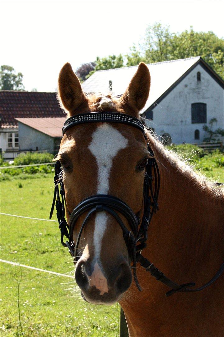 Palomino Søgårds Speedy - solgt billede 10