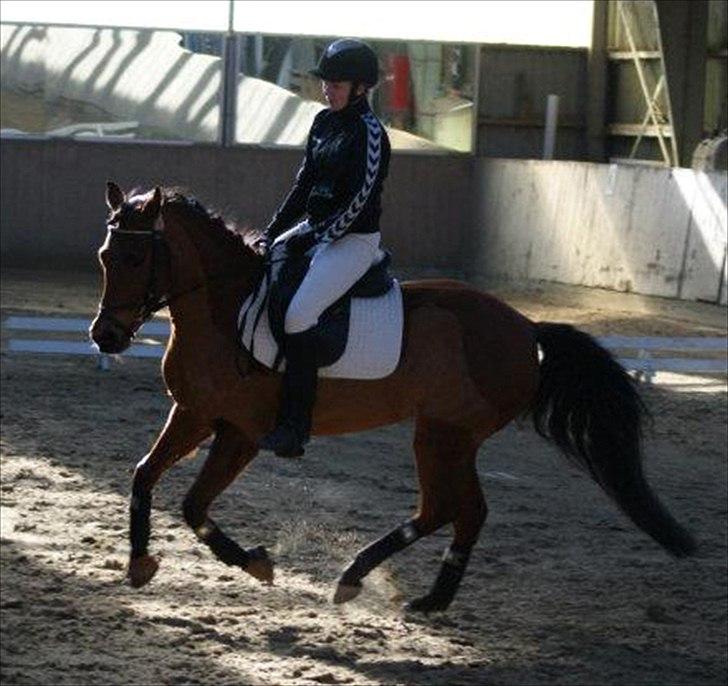 Anden særlig race Franciska - Februar 2012, første stævne :) Foto: Charlotte Nissen billede 13