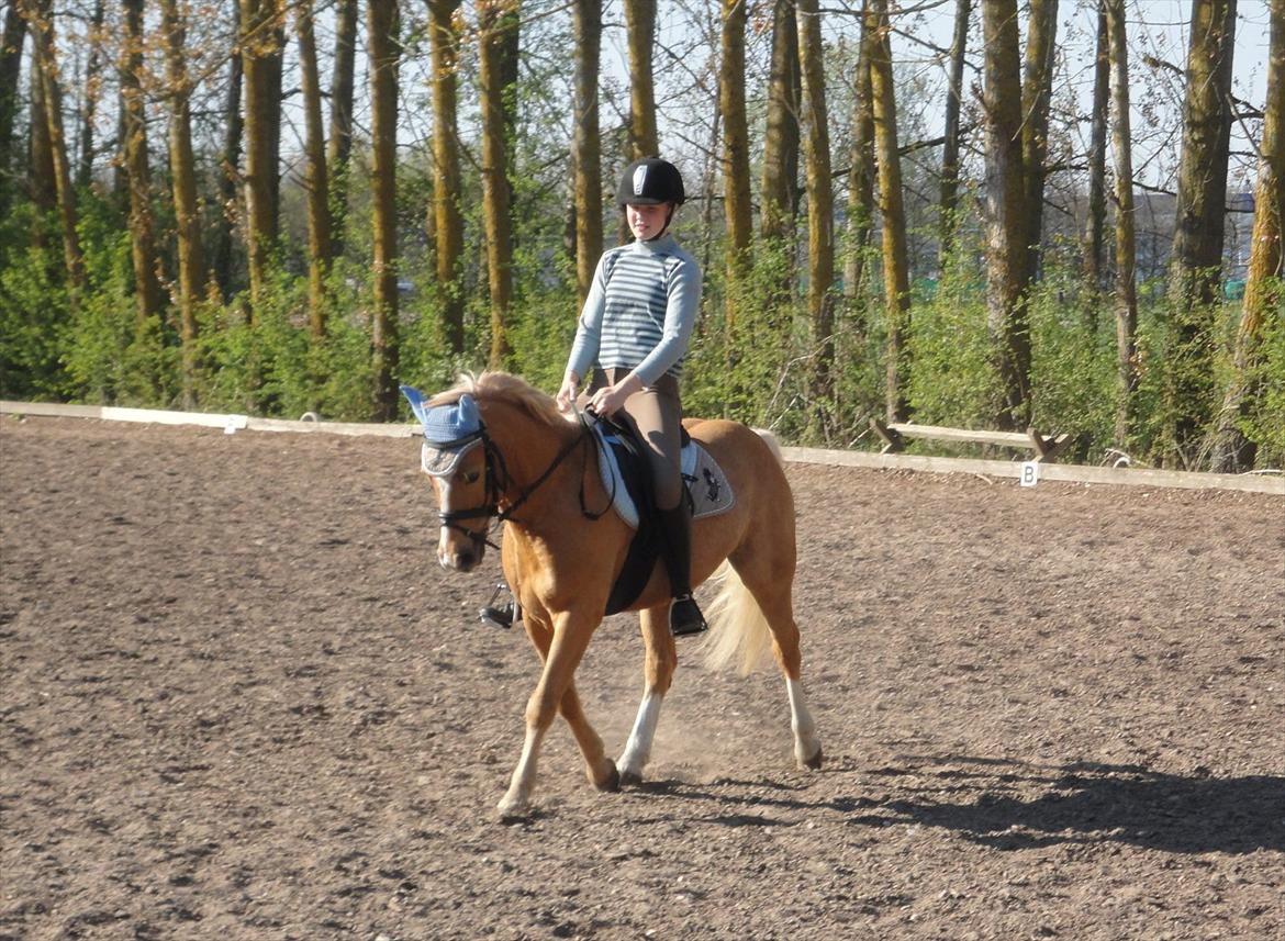 Palomino Søgårds Speedy - solgt billede 13