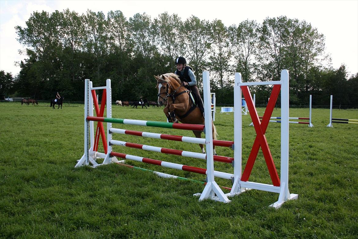 Palomino Søgårds Speedy - solgt billede 14