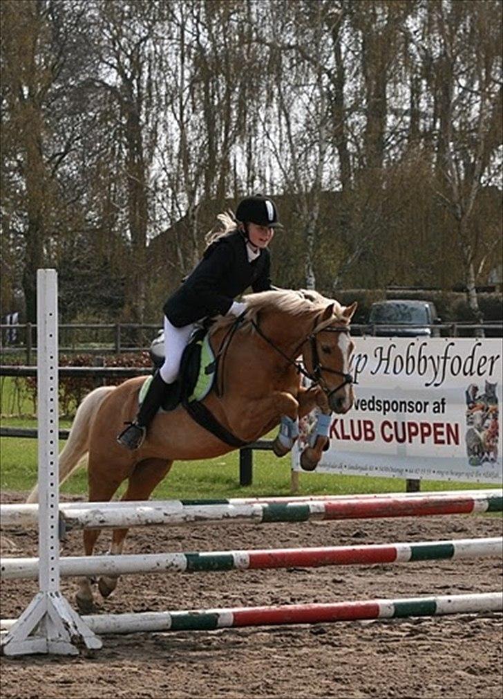 Palomino Søgårds Speedy - solgt billede 15