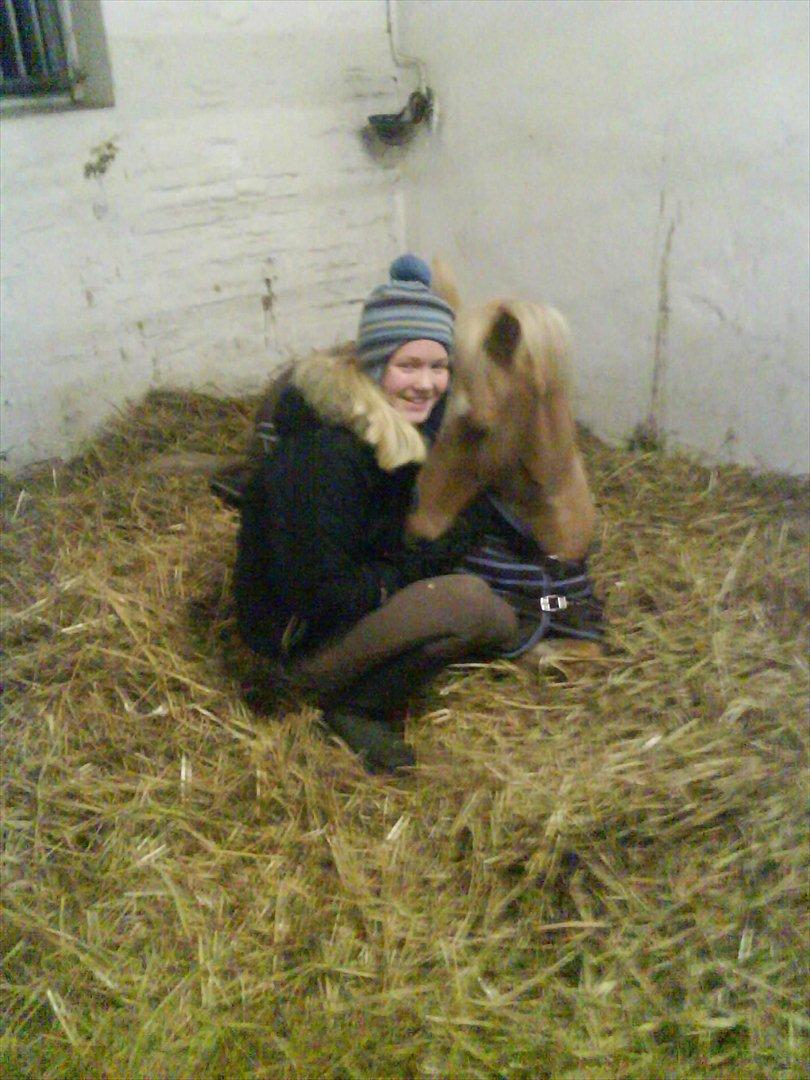 Palomino Søgårds Speedy - solgt billede 17