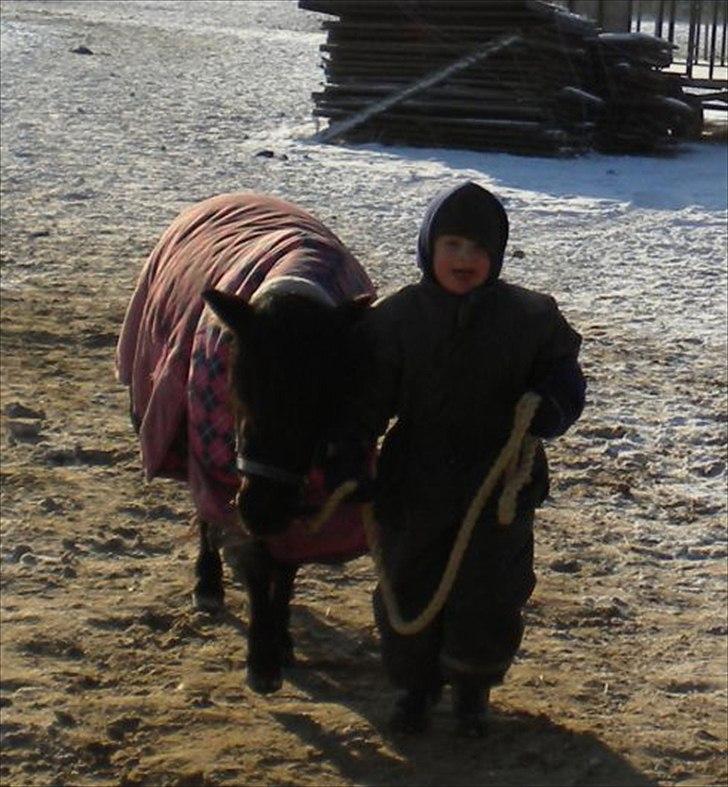 Shetlænder Degneløkken's Andrea - Yusuf trækker selv Andrea til og fra fold nu :-) billede 15