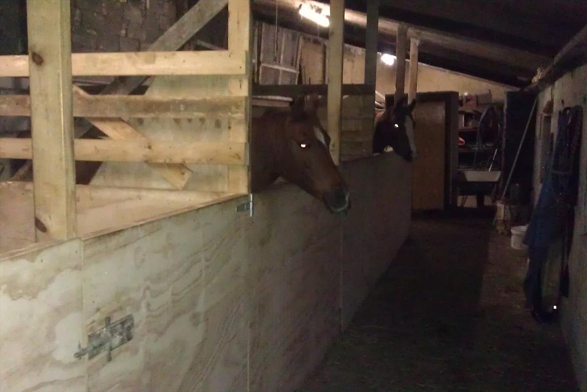 Anden særlig race Skovlundegaards Bambine billede 18