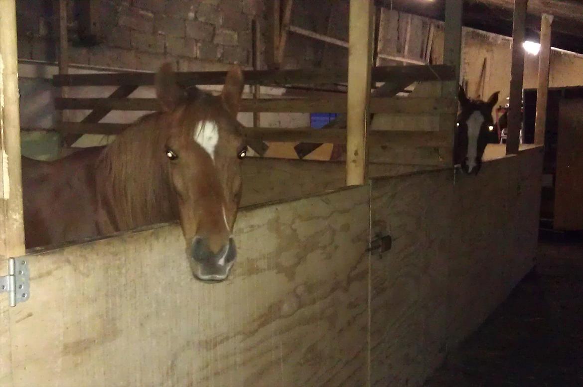 Anden særlig race Skovlundegaards Bambine billede 19