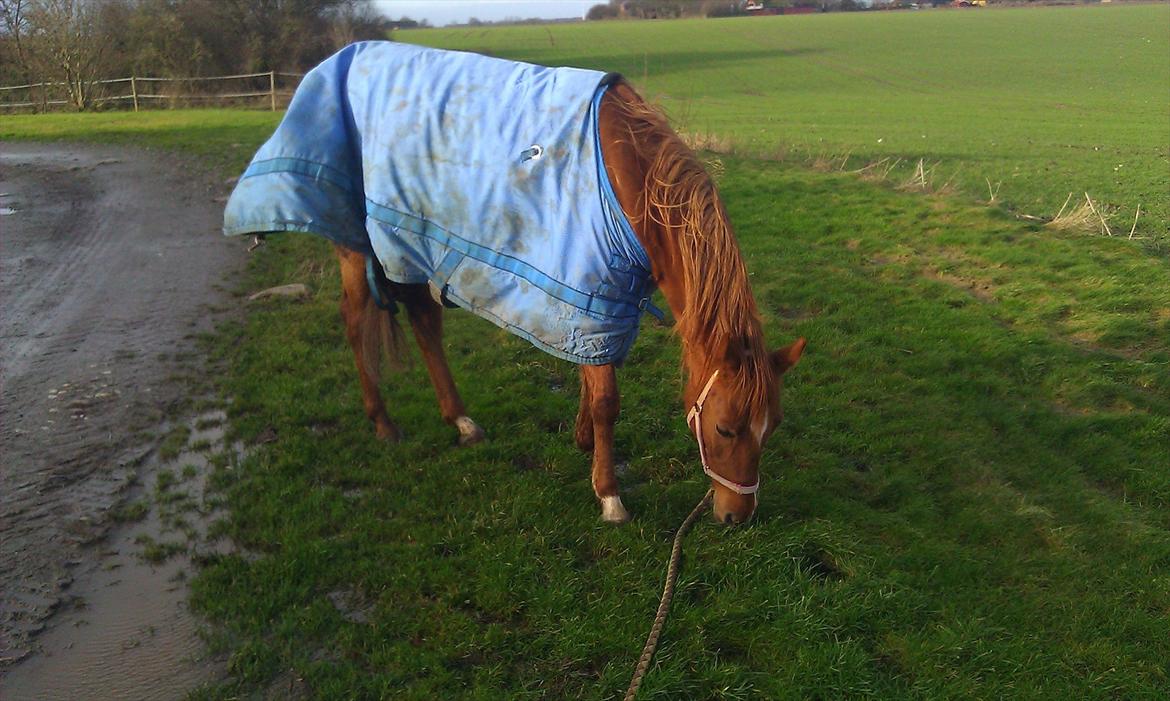Anden særlig race Skovlundegaards Bambine - 20120105 Bambine på Nygård billede 20