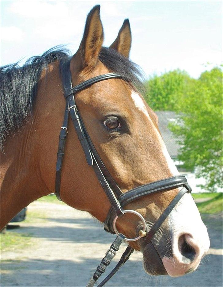 Dansk Varmblod Jako's Attaman billede 1