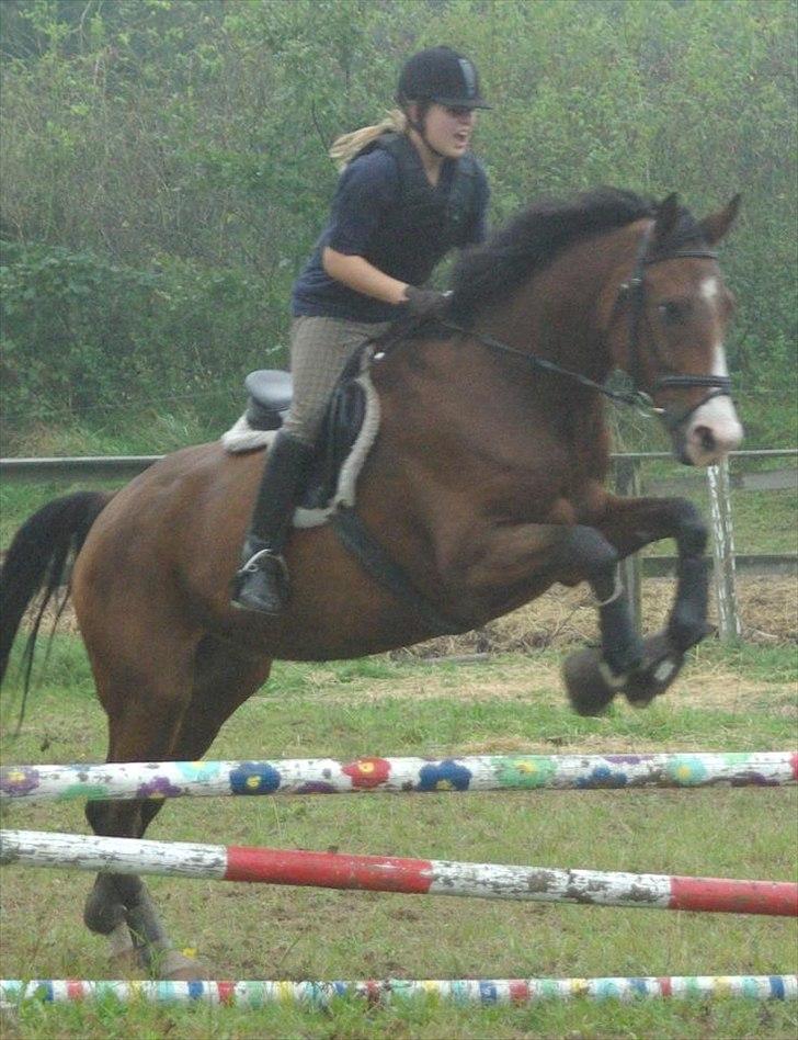 Dansk Varmblod Jako's Attaman billede 2