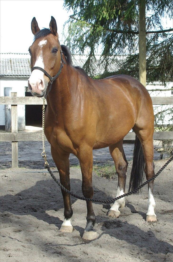 Dansk Varmblod Jako's Attaman billede 3