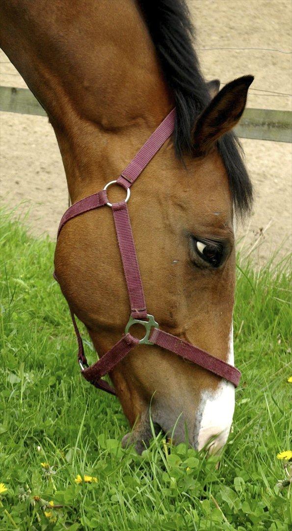 Dansk Varmblod Jako's Attaman billede 4