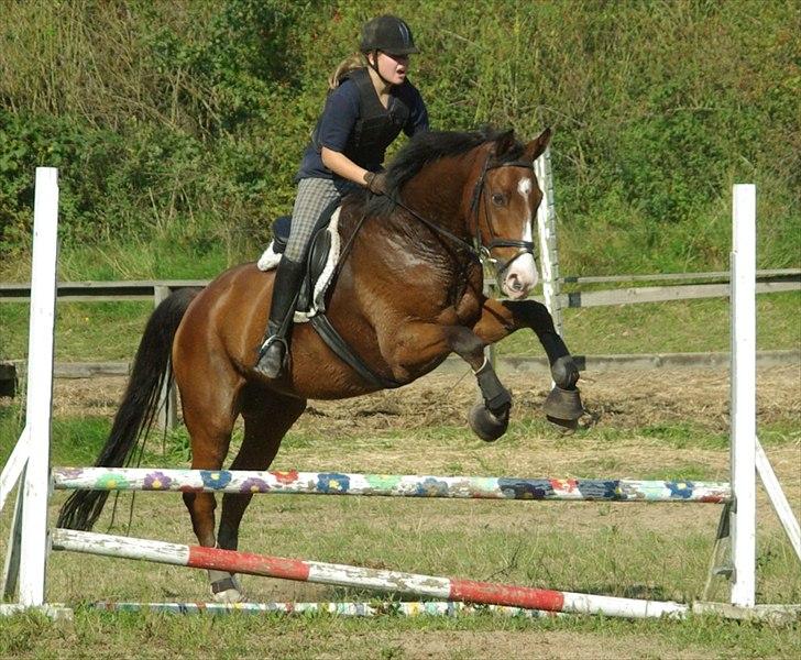 Dansk Varmblod Jako's Attaman billede 5