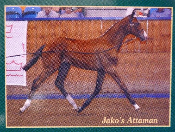 Dansk Varmblod Jako's Attaman billede 6
