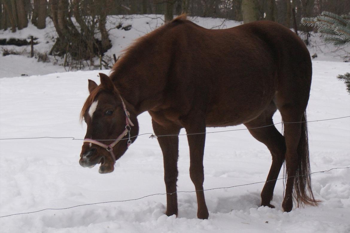 Anden særlig race Skovlundegaards Bambine - 20101207 Bambine på Galleri Collage billede 8