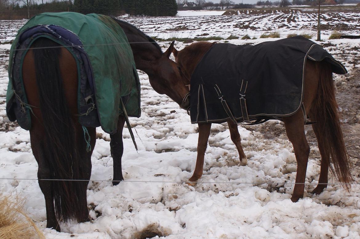 Anden særlig race Skovlundegaards Bambine - 20101211 Bambine på Møllevej billede 9