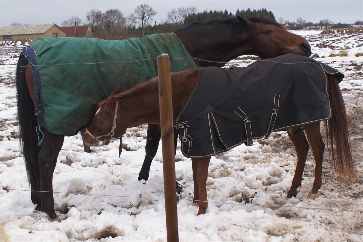 Anden særlig race Skovlundegaards Bambine - 20101211 Bambine på Møllevej billede 10