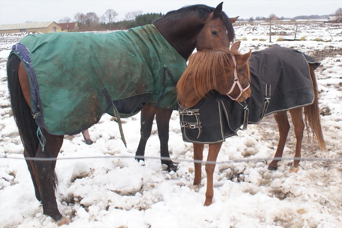 Anden særlig race Skovlundegaards Bambine - 20101211 Bambine på Møllevej billede 11