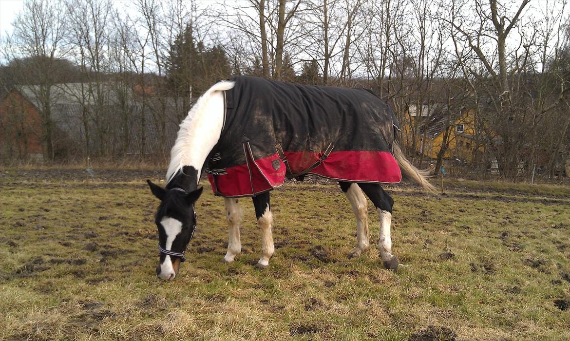 Anden særlig race Scarlet - 'HALLO mor, jeg tisser rent faktisk'!! xD billede 22