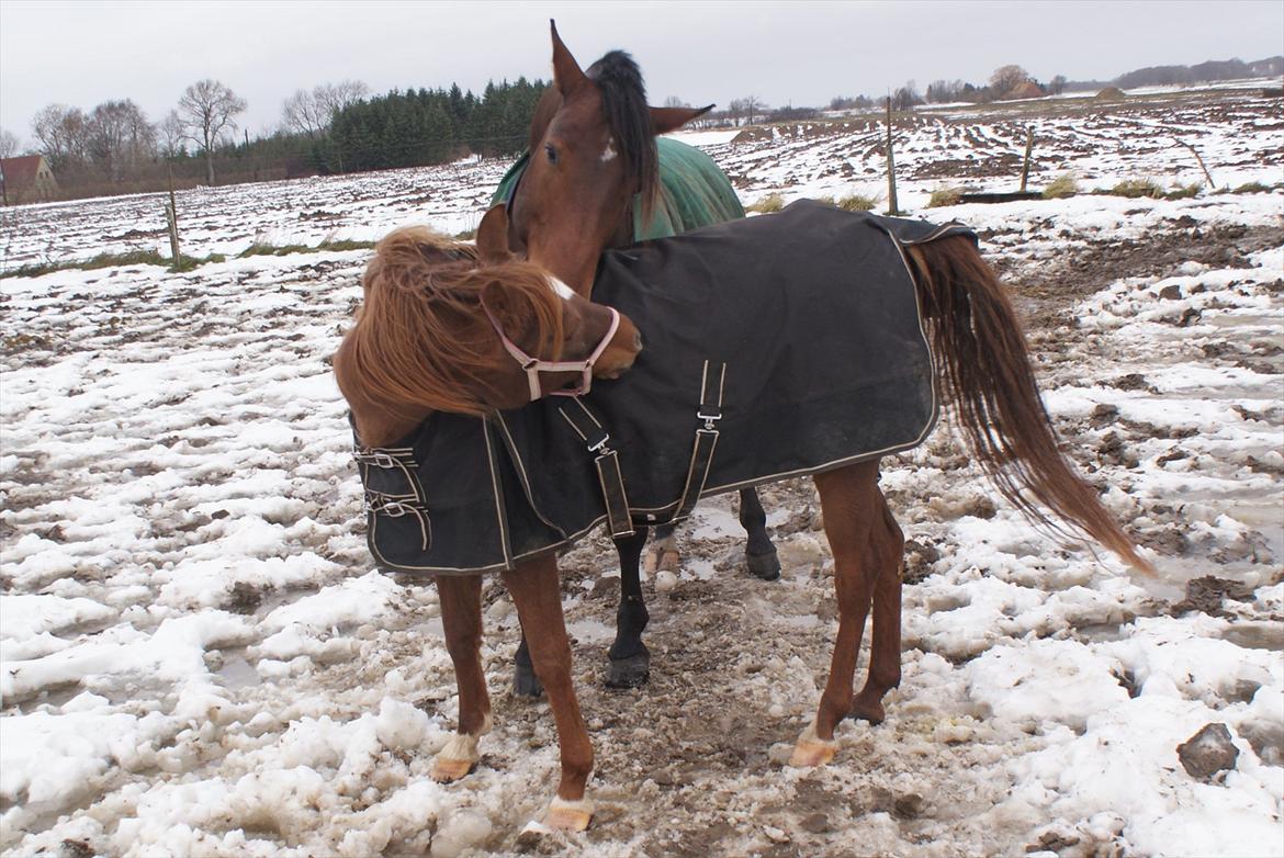 Anden særlig race Skovlundegaards Bambine - 20101211 Bambine på Møllevej billede 12