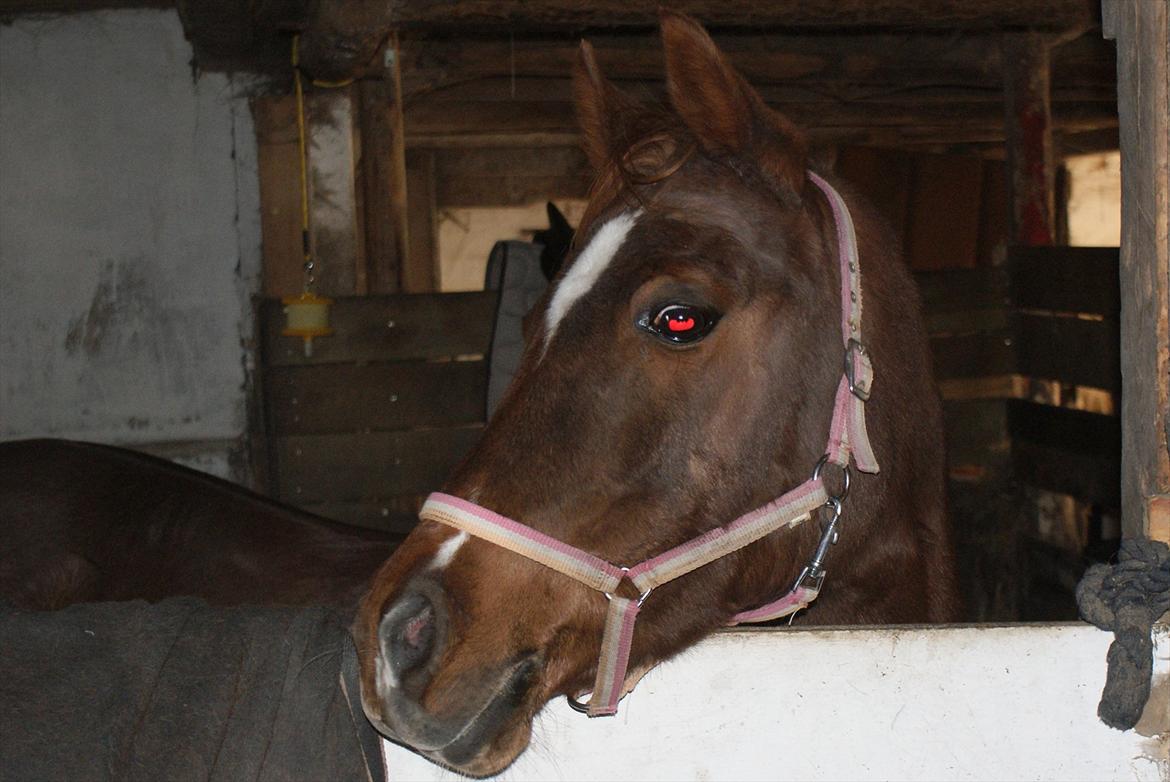 Anden særlig race Skovlundegaards Bambine - 20101211 Bambine på Møllevej billede 13