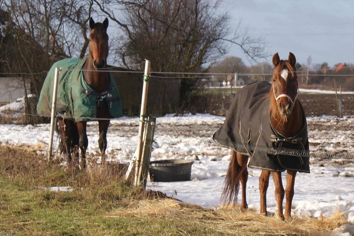 Anden særlig race Skovlundegaards Bambine - 20101211 Bambine på Møllevej billede 14