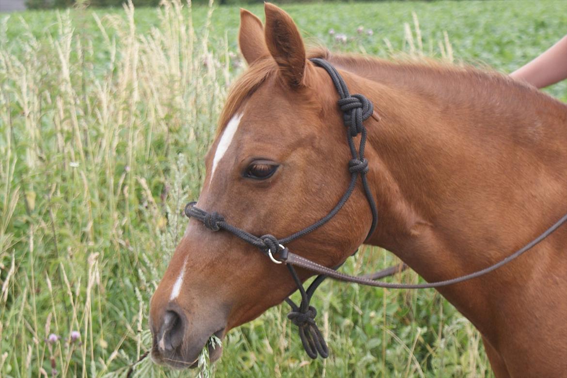 Anden særlig race Skovlundegaards Bambine - 20100717 Bambine billede 5