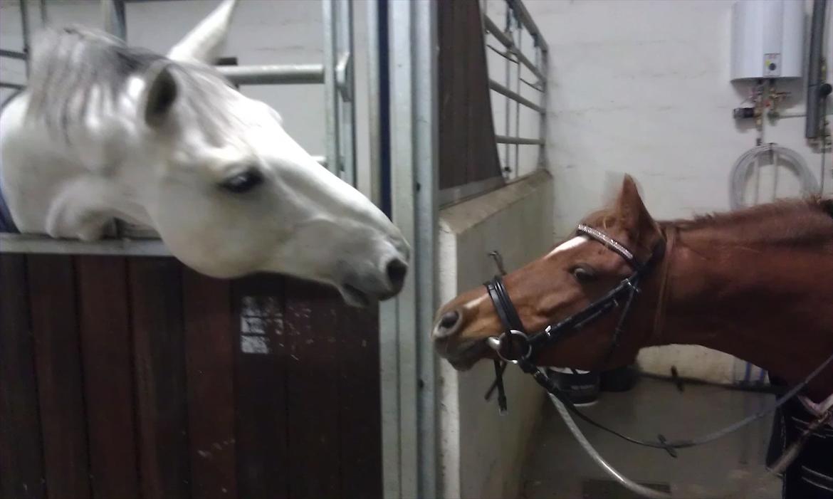 Anden særlig race Skovlundegaards Bambine - 20111031 Kærlighed på Thujagården billede 17