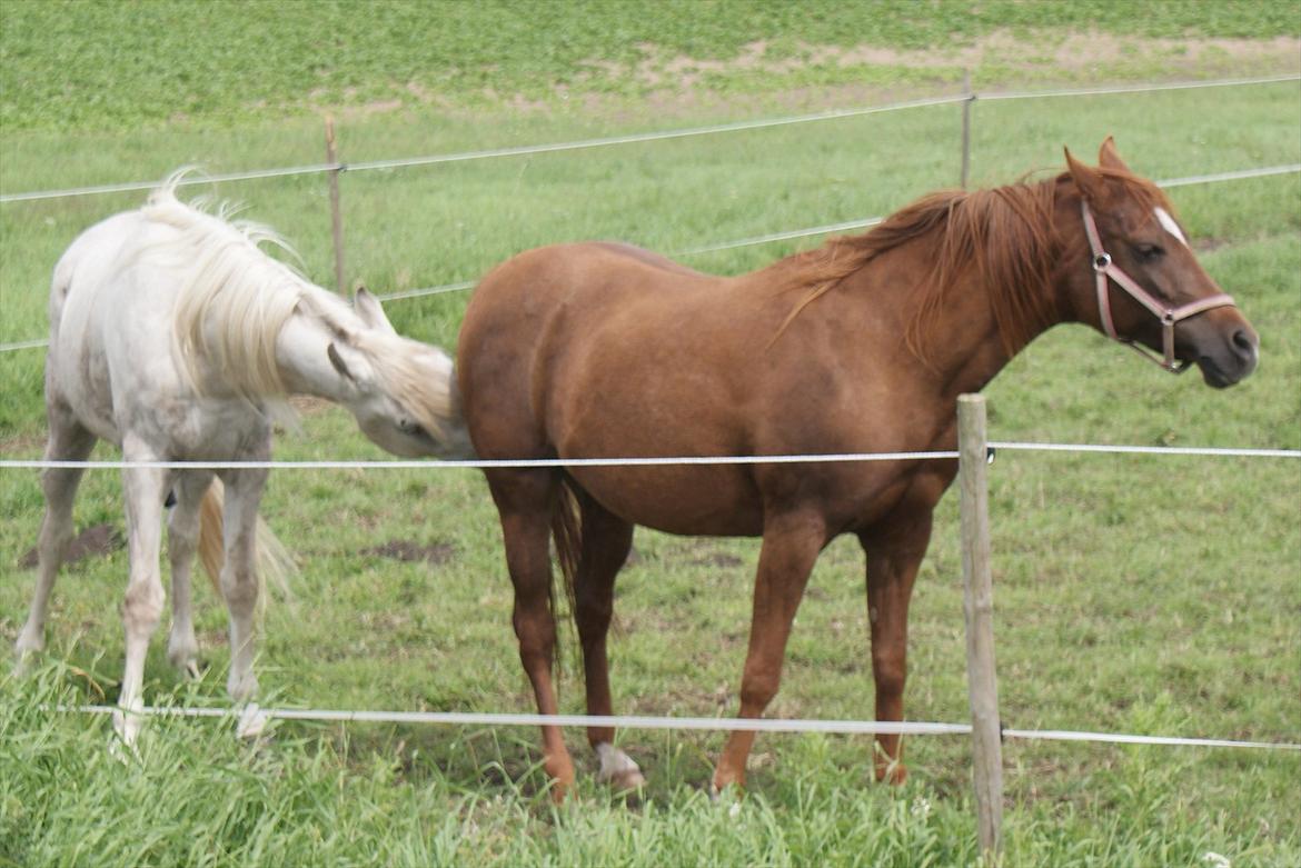 Anden særlig race Skovlundegaards Bambine - 20110614 Bambine og Karaccas billede 15