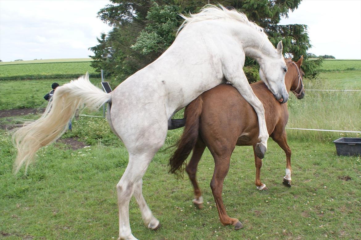Anden særlig race Skovlundegaards Bambine - 20110614 Bambine og Karaccas billede 16