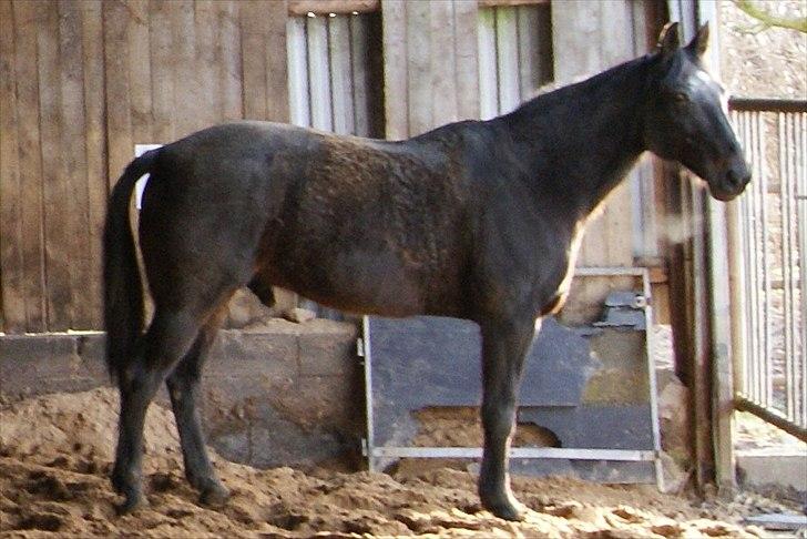 Traver Palle - 20120226 Efter Forårsrideturen billede 2