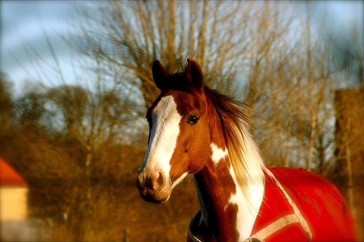 Pinto Freja - 1) velkommen til Freja's profil ;) 
smukkere hest findes der vidst ikke :') Jeg elsker dig smukke :') billede 1