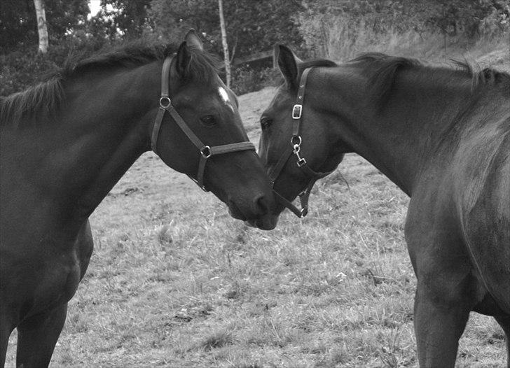 Dansk Varmblod Jako's Attaman - Atta og hans bror Barabas (Bassen) billede 7
