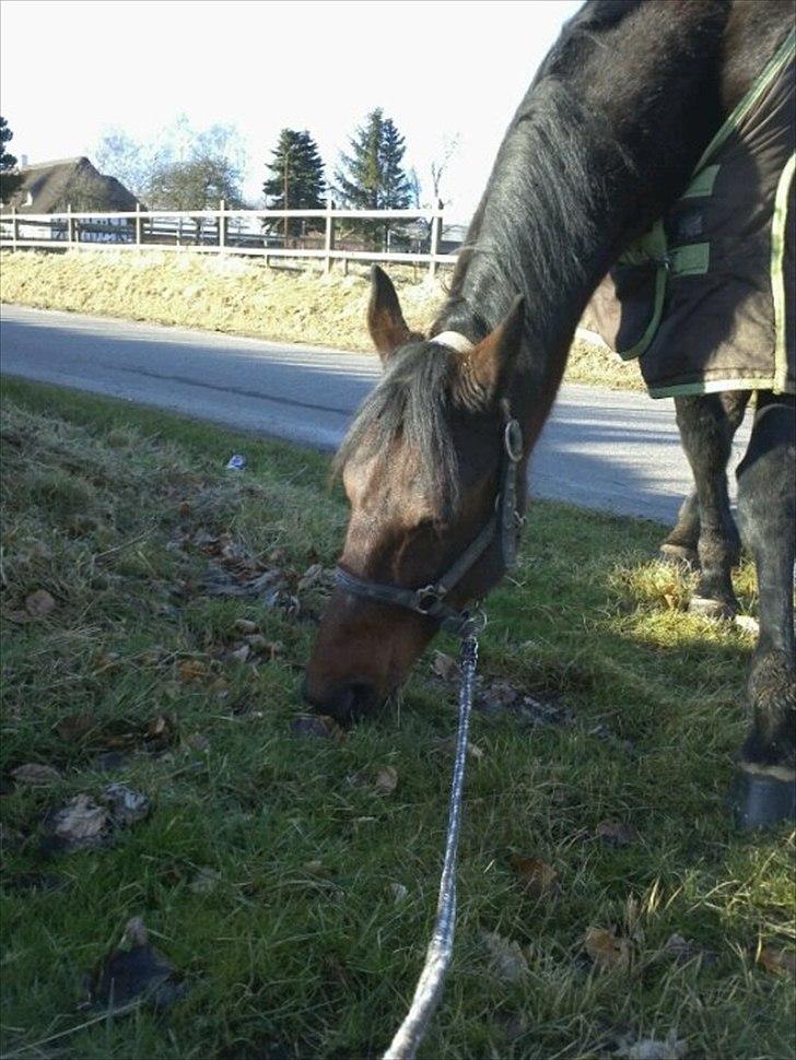 Traver Ju-bee (Far's hest) billede 17