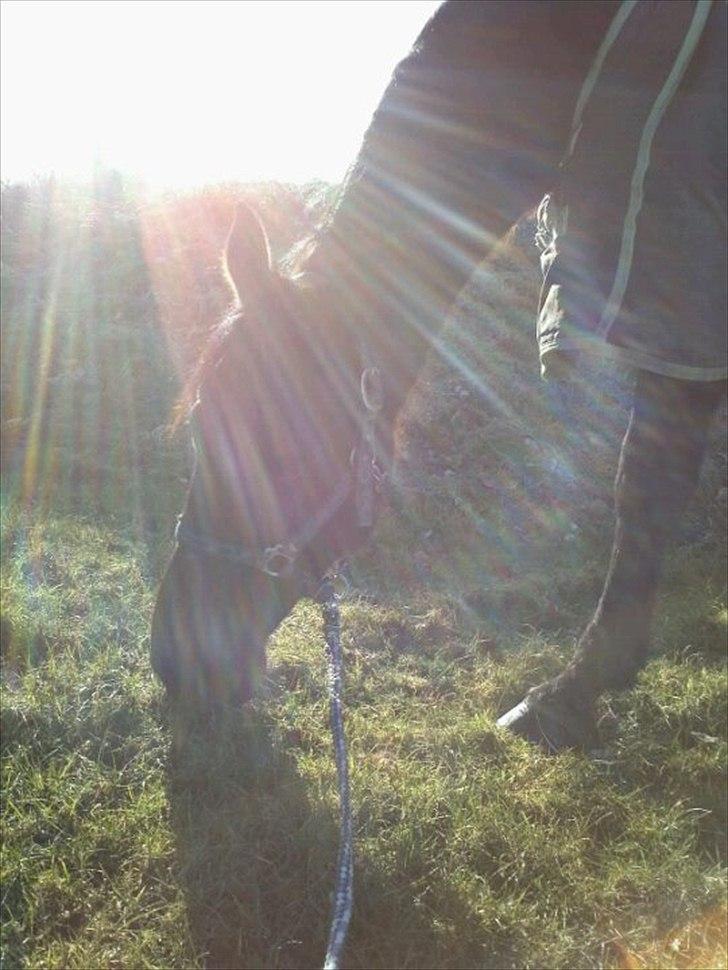 Traver Ju-bee (Far's hest) billede 19