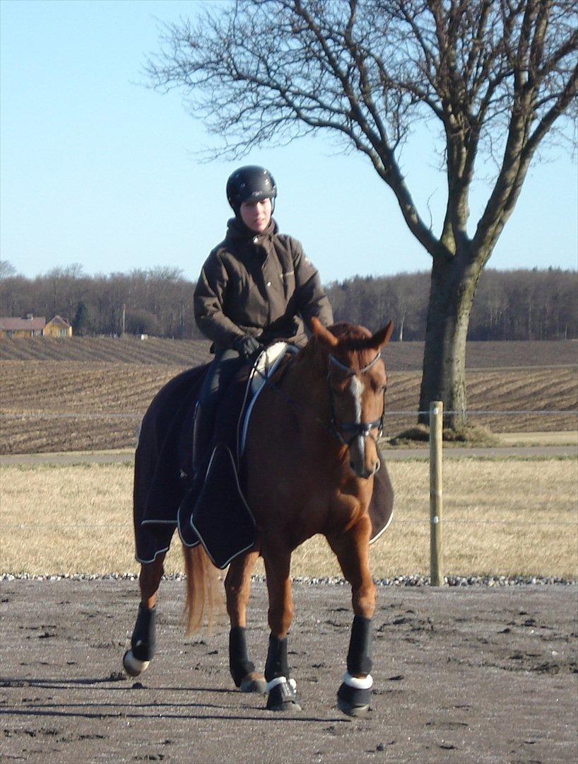 Hannoveraner | Werber Welt - Dressuropvarmning d. 26/2-12... billede 10