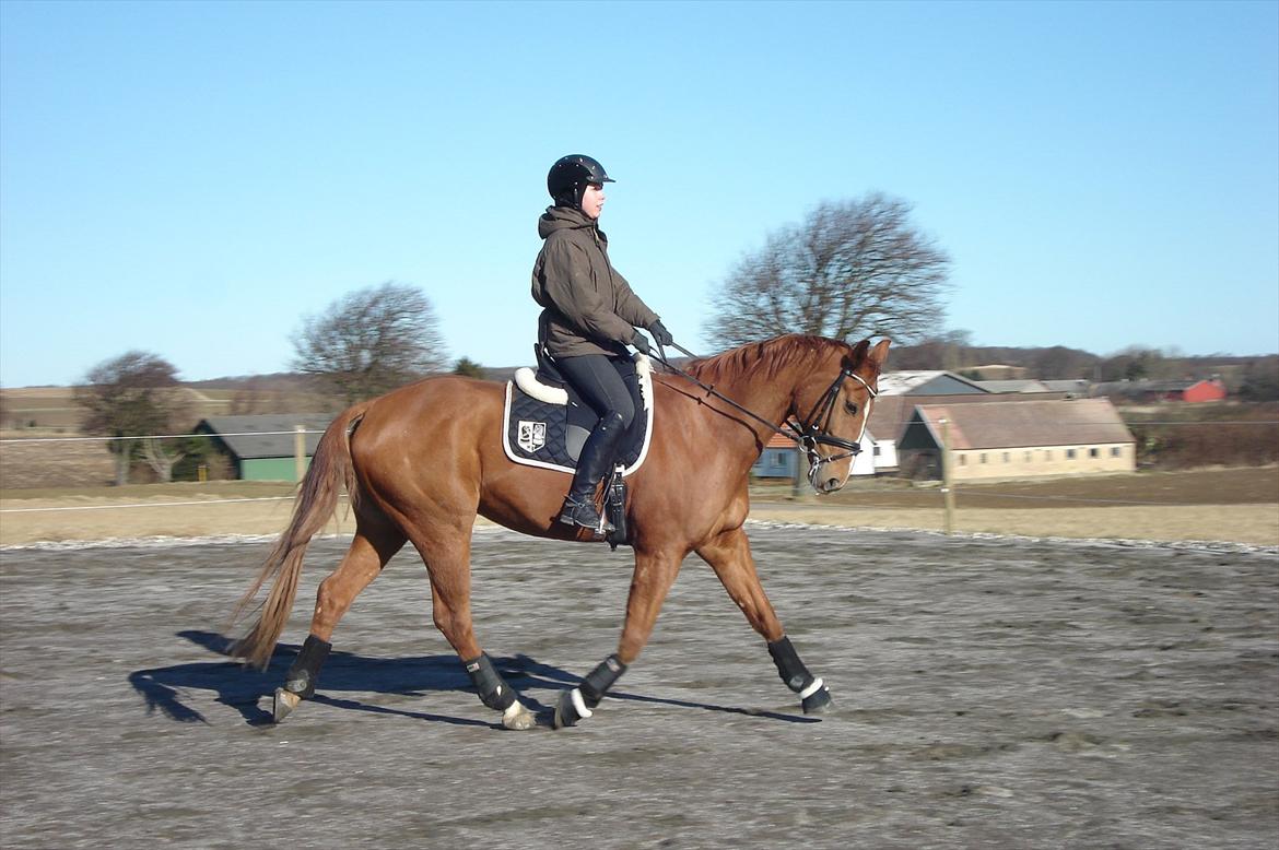 Hannoveraner | Werber Welt - Dressurtræning d. 26/2-12... billede 13