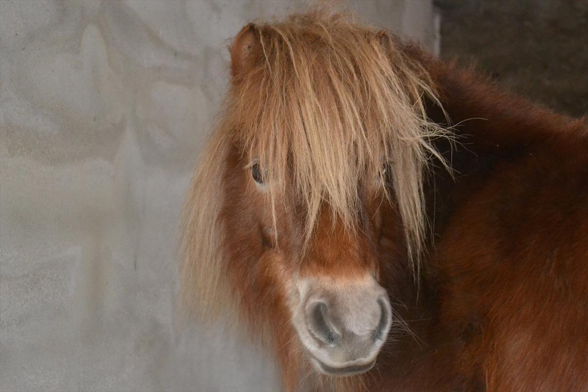 Shetlænder Bella billede 2