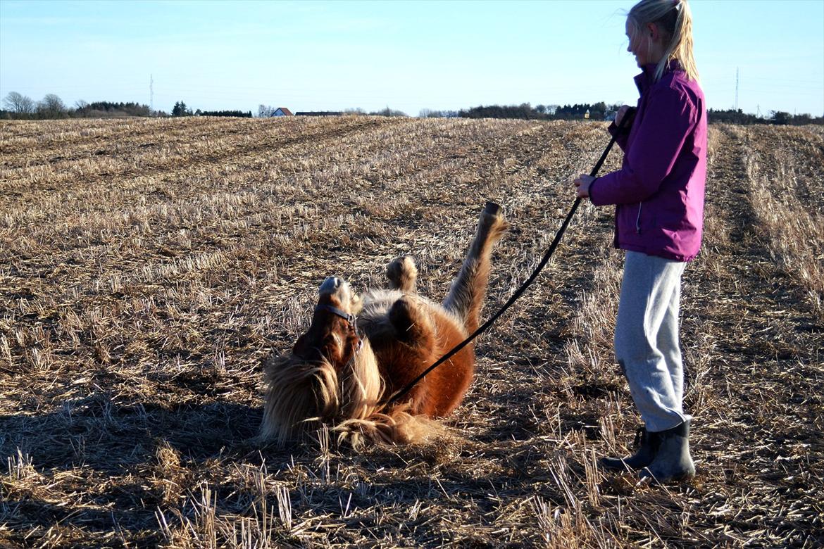Shetlænder Bella billede 9
